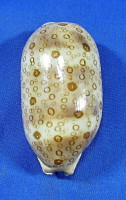 Arestorides argus